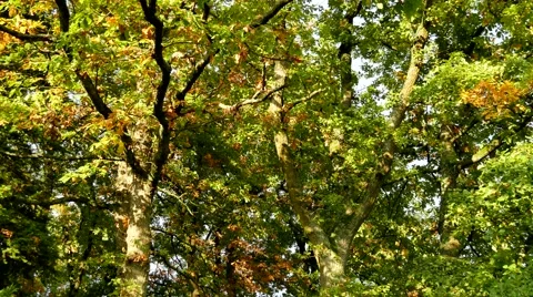 Oak trees in autumn (time lapse) Stock-Footage 43093268