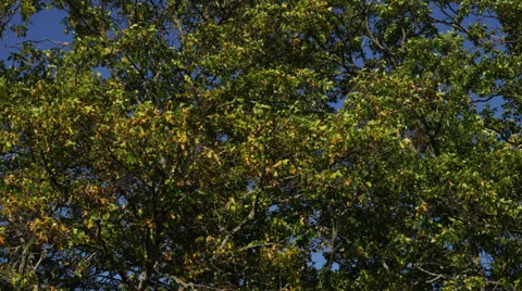 Oak Trees Blowing in Wind Stock Footage 35304773