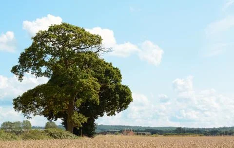 Oak trees border a wheat field in kent Stock Photos
