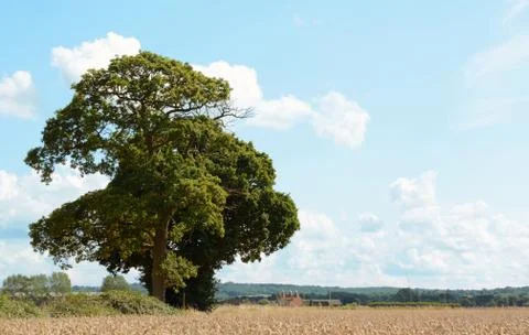 Oak trees border a wheat field in Kent Stock Photos
