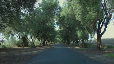 Oak Trees in Davis CA on Empty Road Stockbeeldmateriaal 46202471