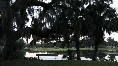 Oak trees draped with Spanish Moss in central Florida. 4K Stock Footage 113483464