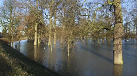 Oak trees in flood, due to high water level in river IJssel, The Netherlands Stock Footage 23756979