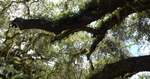 Oak Trees in Florida Stock Footage 161036931