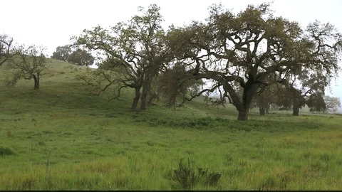 Oak Trees In Fog Stock Footage 106111661