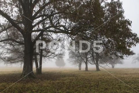 Oak trees on a foggy morning in winter Stock Photos