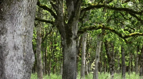 Oak Trees 스톡 동영상 746991