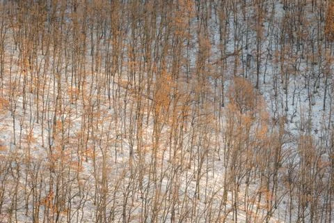 Oak trees forest hill pattern on cold snowy day Stock Photos