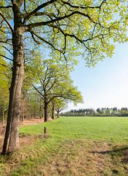 Oak trees with fresh green spring leaves near meadow and blue sky in the neth Foto stock