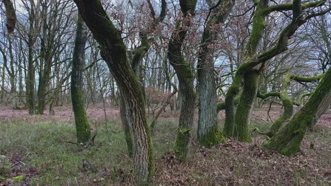 Oak trees in a graphical formation in a winter forest Stock Footage 217709192