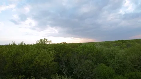 Oak trees in the green forest. FPV aerial video throw the forest. Stock-Footage 241409631