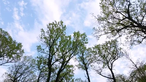 Oak trees in the green forest. FPV aerial video throw the forest. Stock-Footage 241409639
