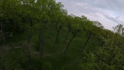 Oak trees in the green forest. FPV aerial video throw the forest. Stock-Footage 241409646