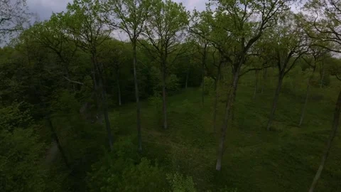 Oak trees in the green forest. FPV aerial video throw the forest. Video stock 241410055