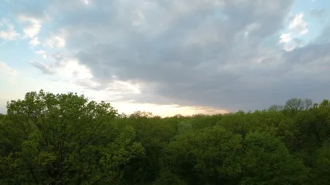 Oak trees in the green forest. FPV aerial video throw the forest. Stock Footage 241410182