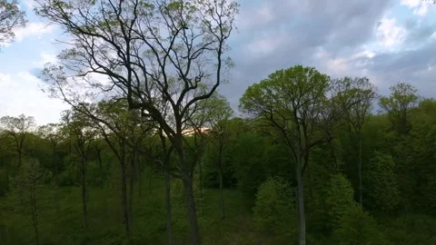 Oak trees in the green forest. FPV aerial video throw the forest. Video stock 241410582