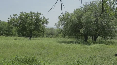 Oak trees in green meadow Stock Footage 43862875