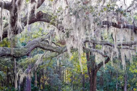 Oak Trees hanging moss Stock Photos