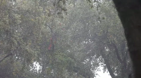 Oak trees in heavy rain Stock Footage 44792291