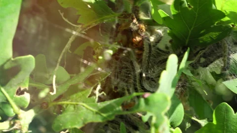 Oak Trees infested with larvae   caterpillars. Toxic caterpillar infestation Video stock 130870167