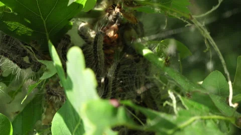 Oak Trees infested with larvae   caterpillars. Toxic caterpillar infestation  Stock-Footage 130870468