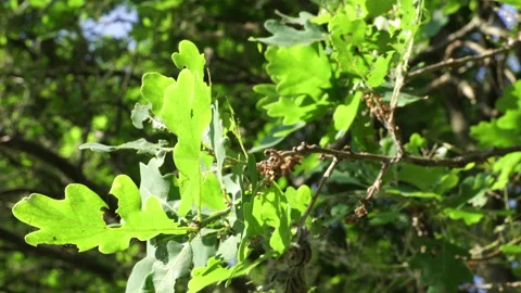 Oak Trees infested with larvae Parasites Processionary  caterpillars. Stock Footage 130824867