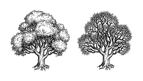 Oak trees ink sketch. Stock Illustration
