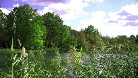 Oak Trees By The Lake. Video stock 80966210