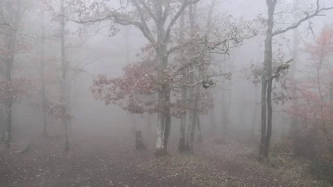 Oak trees in a misty forest Stock Footage 166737440