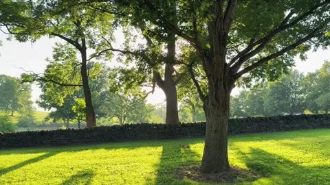 Oak trees, old stone wall, Shaker Village of Pleasant Hill, Kentucky Stock Footage 311949410