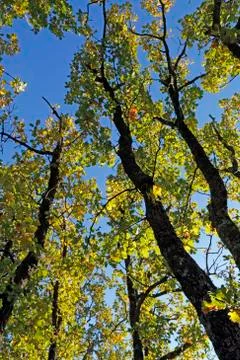 Oak trees Stock Photos