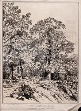 Oak trees (Quercus robur L.) by a country lane in Berkshire. Soft-ground et.. Stock Illustration