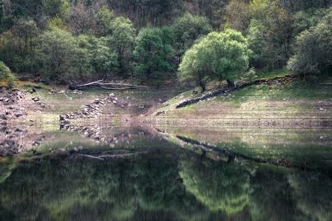 Oak trees reflected in the calm waters of the Minho River Stock Photos