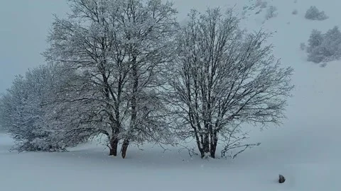 Oak trees in snow storm, Mount  Hermon, Israel Stock Footage 168744460