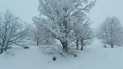Oak trees in snow storm, Mount  Hermon, Israel Stock Footage 168744573