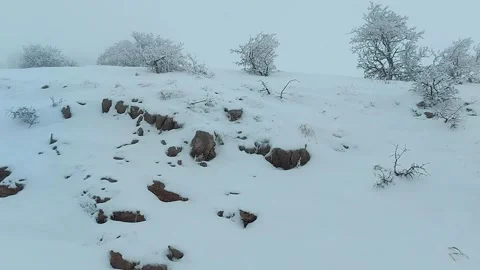 Oak trees in snow storm, Mount  Hermon, Israel Stock Footage 168744641