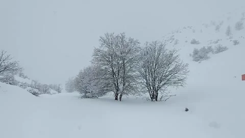 Oak trees in snow storm, Mount  Hermon, Israel Stock Footage 168744761