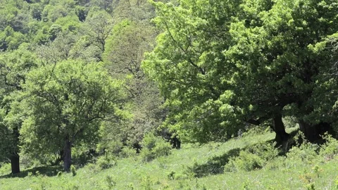 Oak trees in the spring morning Stock Footage 108376417