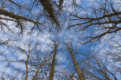 Oak Trees Straight from Below 写真素材