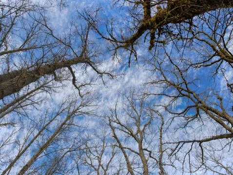 Oak Trees Straight from Below 스톡 사진
