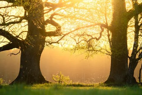Oak trees with sunlight in spring evening Stock Photos