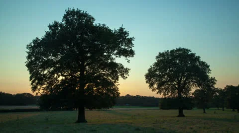 Oak trees at sunset 스톡 동영상 22842024