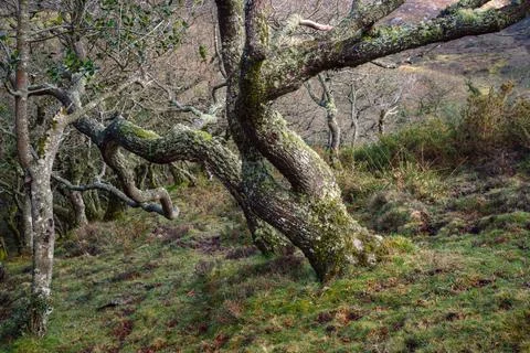 Oak trees with twisted trunks and covered with lichen in the humid mountains Stock Photos
