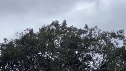 Oak trees on a windy day Stock Footage 242374402