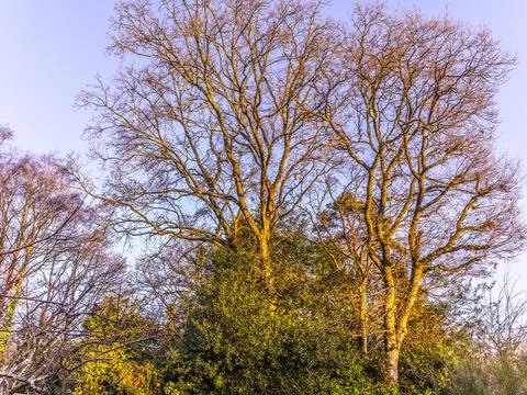 Oak trees in winter with clear sky Stock Photos