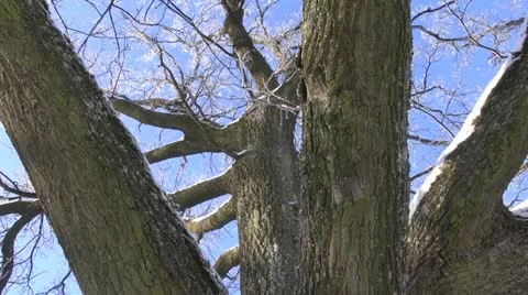 Oak trunk and winter hoarfrost Stock Footage