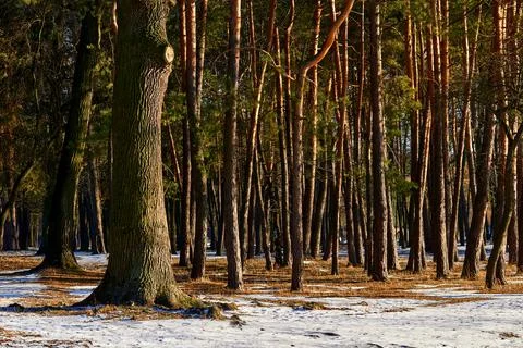 Oak trunk and young pine trees in the forest on a sunny winter day Foto stock