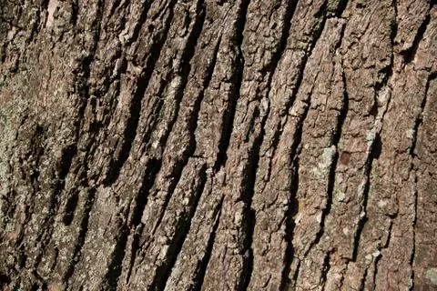Oak trunk with bark Foto stock