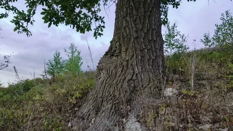 Oak trunk. Oldest tree. Green leaves. Panorama Video stock 73818894