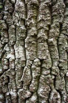 Oak Trunk Stock Photos